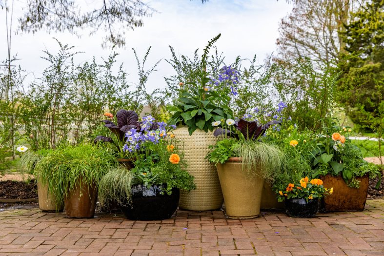 A line of large pots filled with green plants and flowers sit on a brick pathway