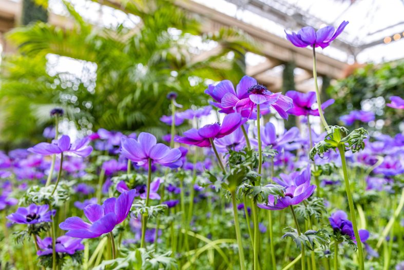 Thin purple flowers sprout up out of green under a glass conservatory