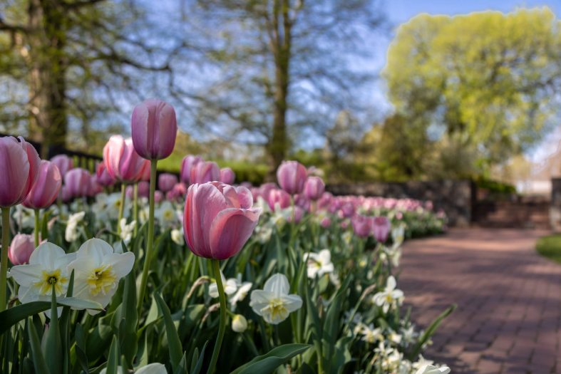 Pink tulips and other white flowers in the foreground with a brick walkway on the right