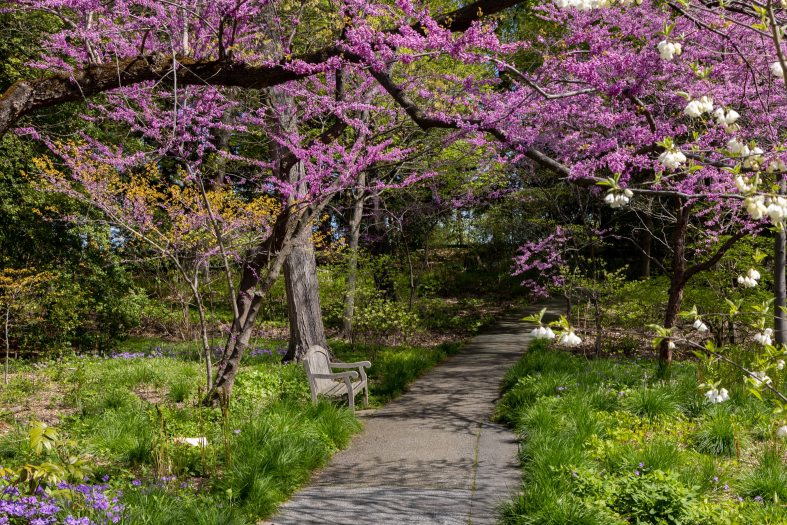 A small path leads into a small wood headed by two flowering redbud trees with purple blooms