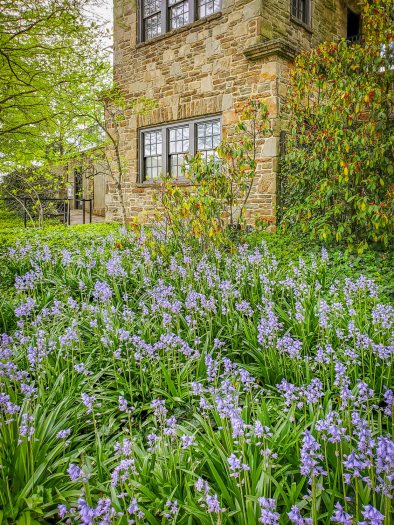 A field of green grass and purple flowers fill the area in front of a tall stone building in the background
