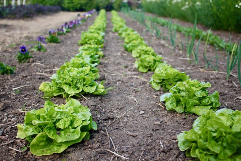 Tow lines of green lettuce are planted in brown dirt
