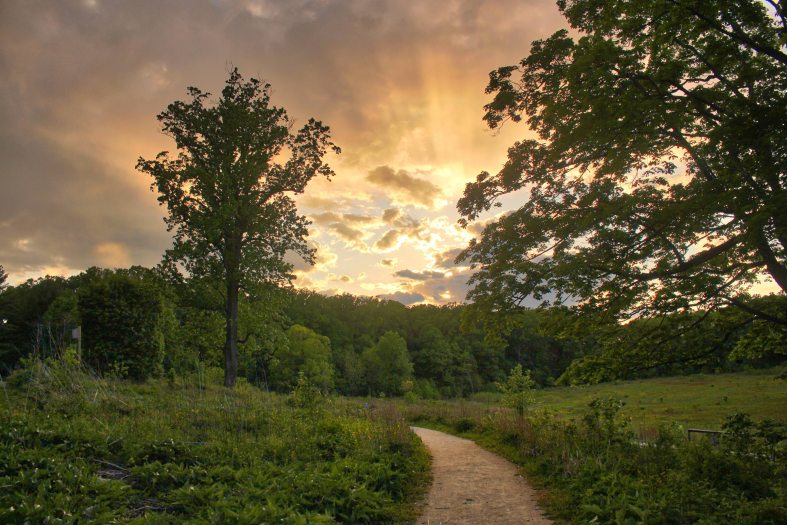A dirt path leads through a meadow garden with green plants on either side under an orange and yellow summer sunset