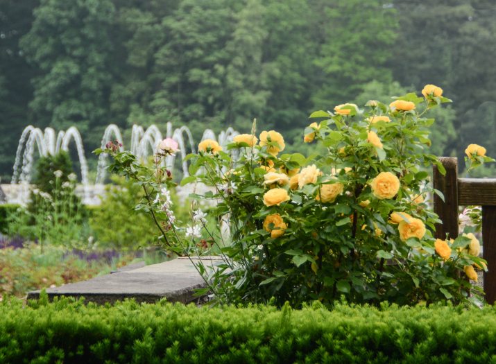 A large bush of blooming yellow roses is seen over a green hedge with water fountain streams seeing in the background