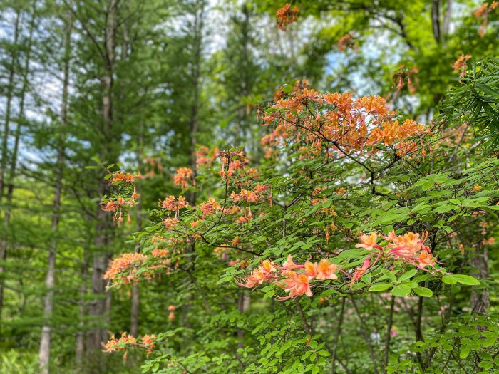 A tree filled with orange blooming flowers sits among a small wood of trees