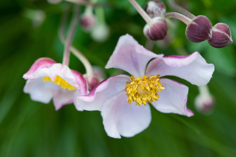 Close-up of a purple and white flower with a bright yellow center