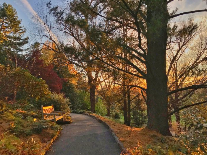 A autumn sunset fills the sky with gold over a small wood of trees and a wooden bench on a walking path