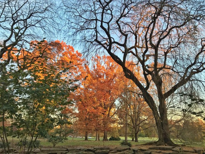 A tall bare tree stands to the right of a collection of orange and green trees
