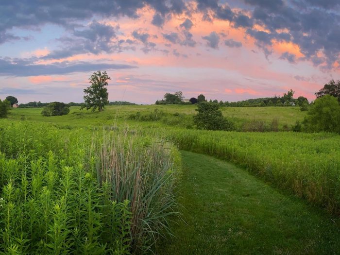 A grass path leads through a meadow of green plants under a pink sunset