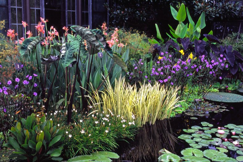Colorful flower beds of yellow and purple and cannas line a waterlily pool