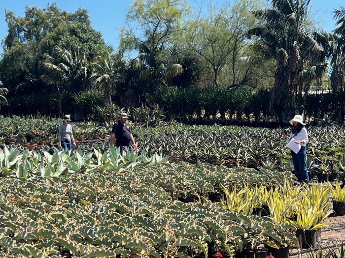 Three people stroll a sunny outdoor nursery amid rows of pots planted with thigh-high tropical plants.