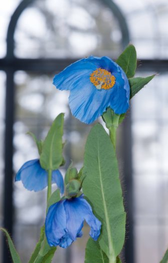 A tall blue poppy blooms in the conservatory