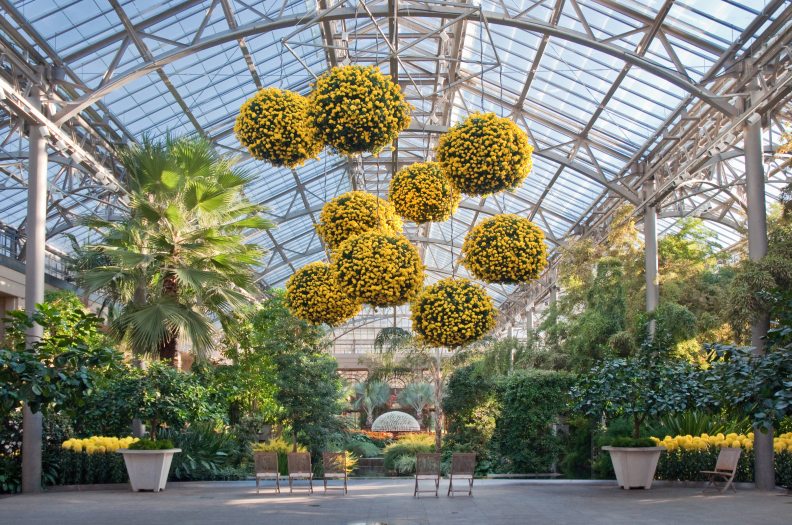 Large hanging basket of yellow chrysanthemums hang under the glass ceiling of a conservatory over other green plants, trees, and a small pool of water