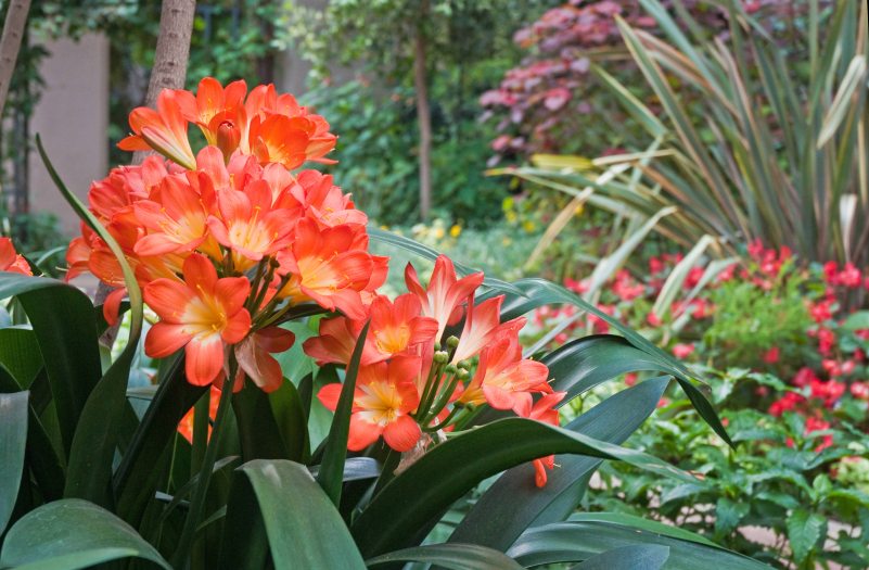 Bright red-orange clivia bloom among other plants in a garden bed
