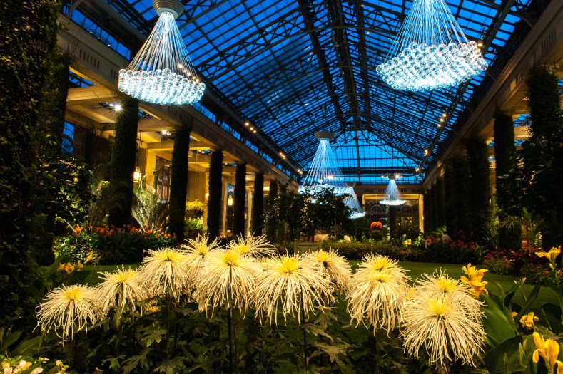 Yellow spike chrysanthemums fill the foreground of a dark conservatory with light displays hanging from the ceiling