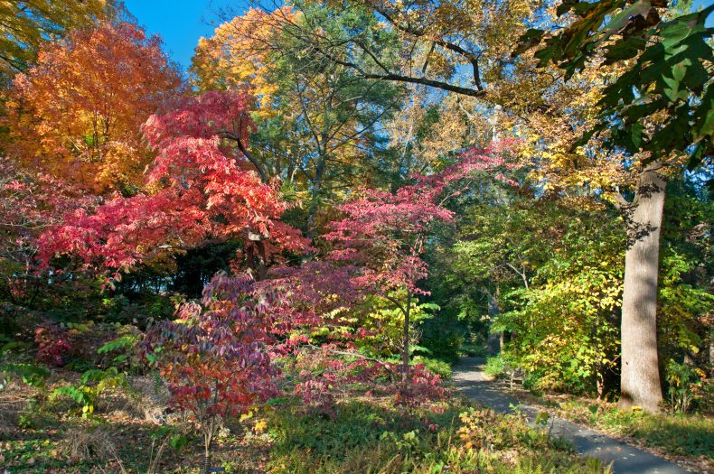 a path through trees and shrubs in brightly colored autumn hues