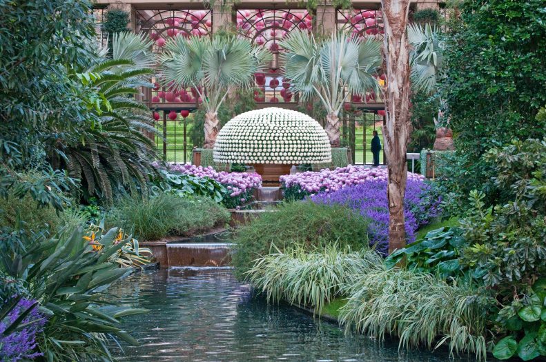 A large chrysanthemum plant in the shape of a dome is seen across a pool of water lined with green plants