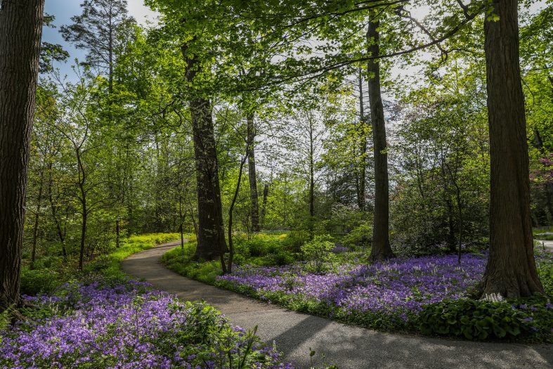 a pathway through a lush green forest with purple flowers spread on the ground 