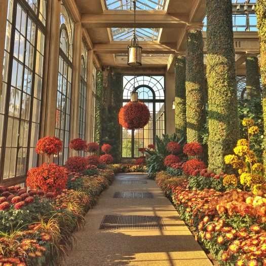a walkway leads through garden beds full of orange, yellow, and red chrysanthemums toward a large red hanging basket and curved windows, all in a glass conservatory