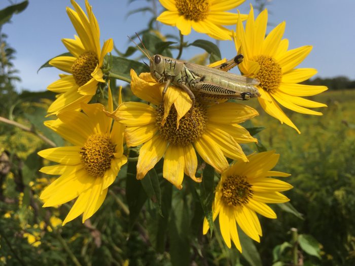 bugs on sunflowers in a meadow