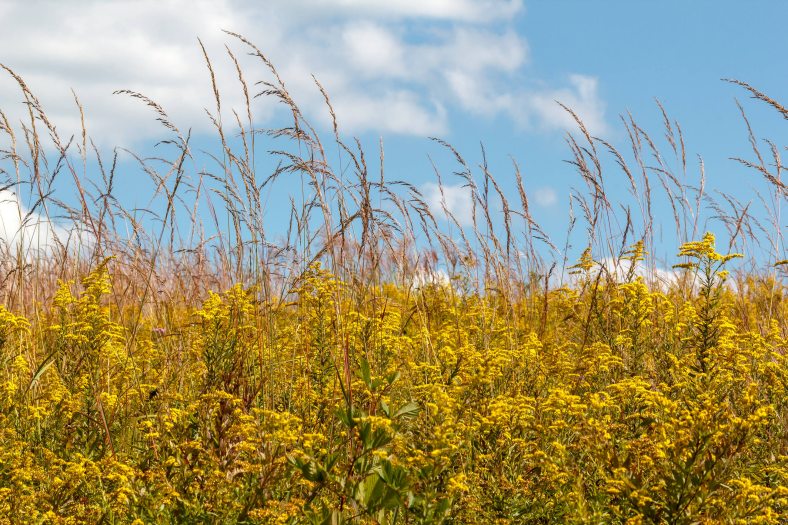 Yellow plants in a meadow under a blue sky