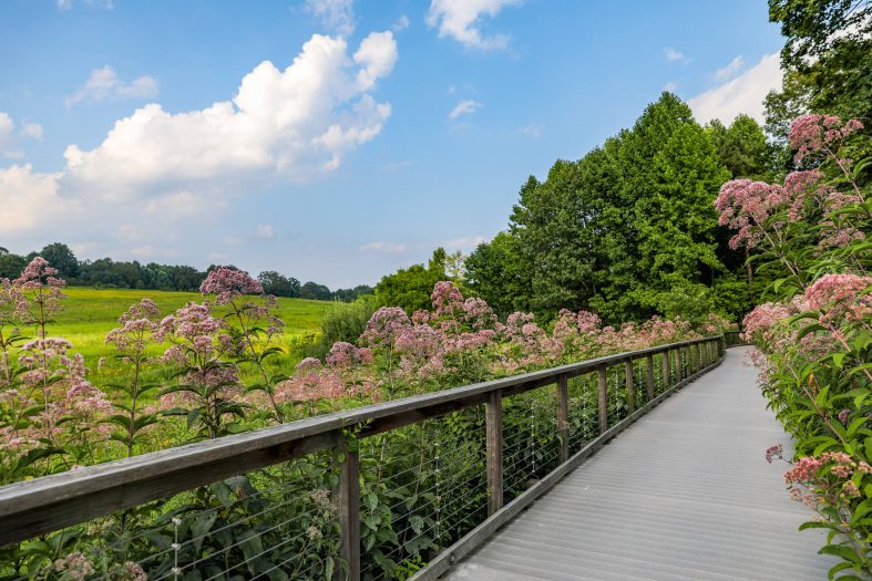 A long wooden walkway leads through a meadow filled with light pink plants on a summer day