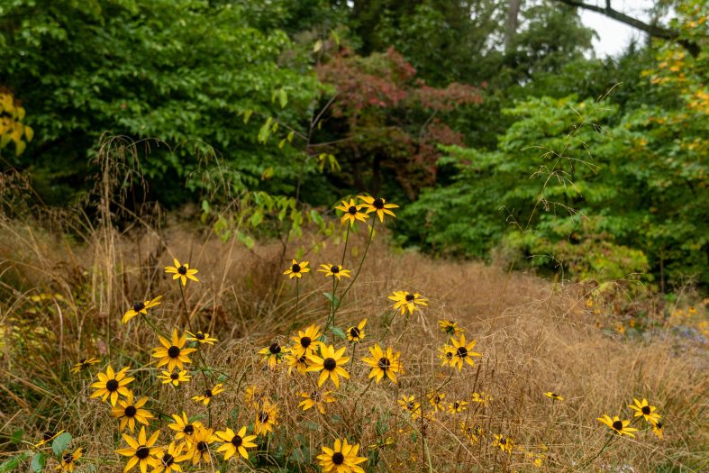 A bunch of small black-eyed Susan flowers sit among tall brown grasses in front of a forest