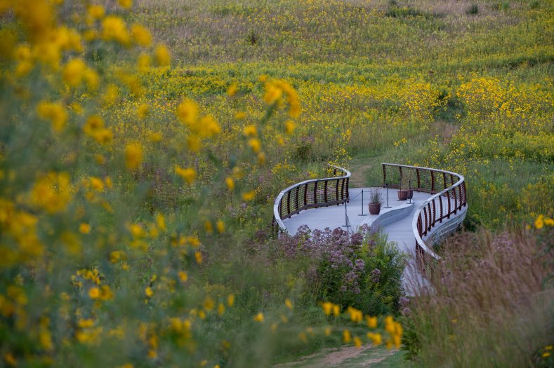 a curving bridge punctuates a large meadow filled with yellow sunflowers