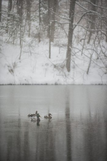 three ducks swimming on an icy lake