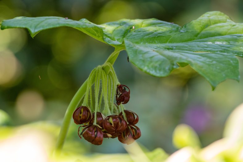 a cluster of dark red flowers, resembling grapes in size and shape, hang beneath a green umbrella-like leaf