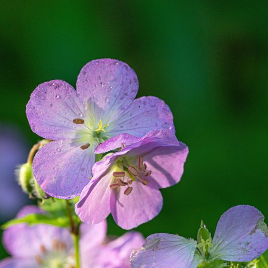 purple 5-petaled flower on green background