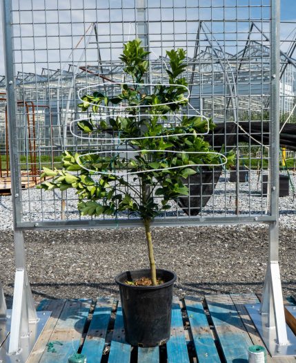 A mid-sized green-leaved tree in a black pot, its branches tied with green thread to a wire frame