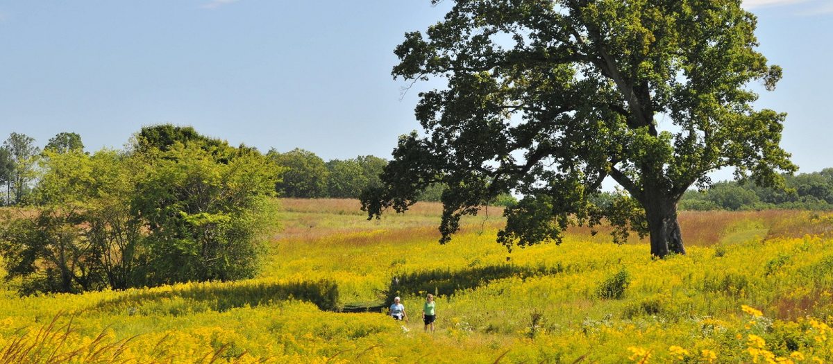 a meadow in fall with blooming golden rod and a large tree with two people walking underneath