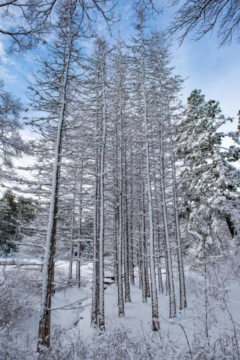 A line of tall snowy trees covered in white snow