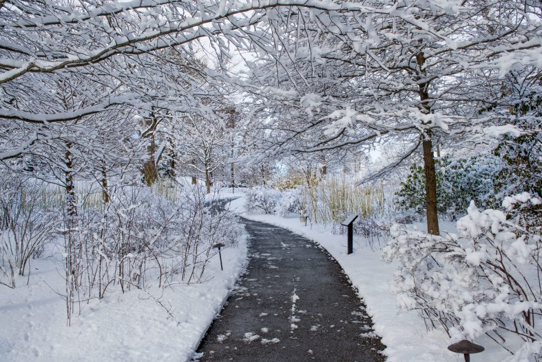 A cleared road path goes through a snowy landscape of snow-covered trees and ground
