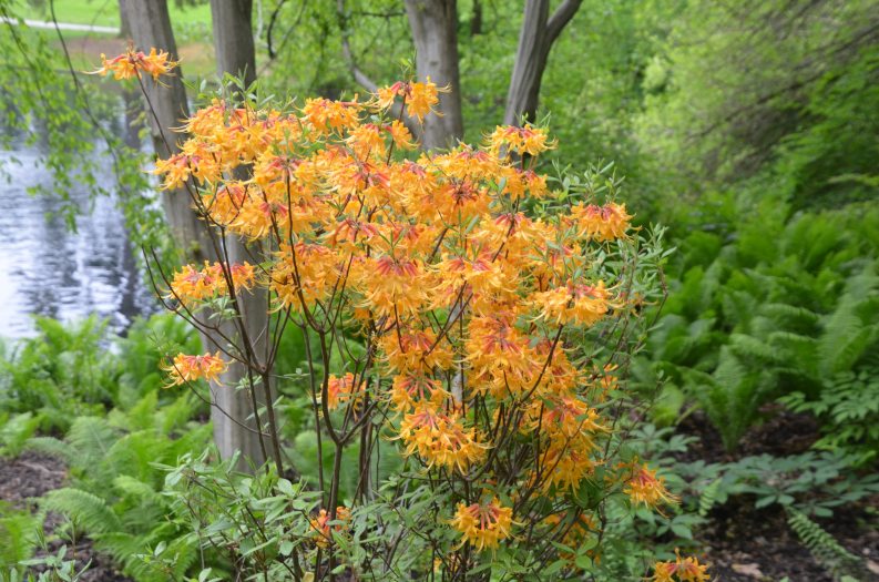 medium sized shrub covered in bright orange blooms, surrounded by green ferns