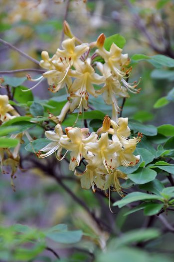 two clusters of pale yellow pendulous flowers with long, curved sepals