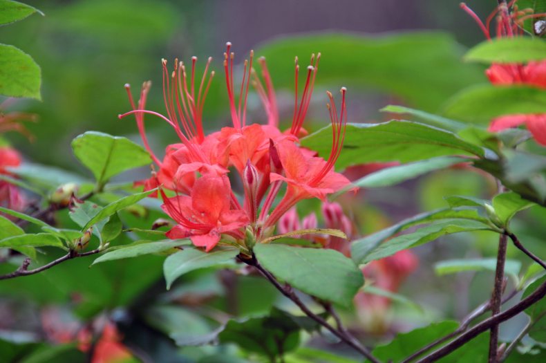 a cluster of bright salmon-colored blooms with long sepals sitting atop green leaves