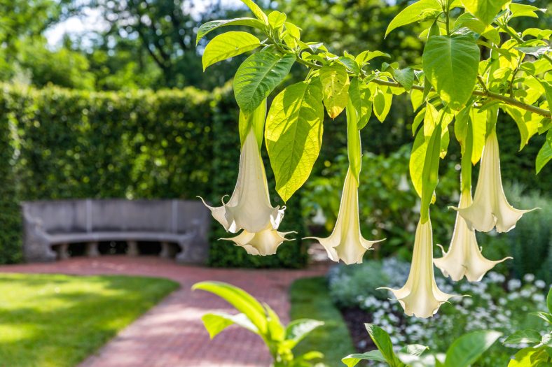White trumpet-shaped flowers hang from a plan along a brick pathway leading to a stone bench