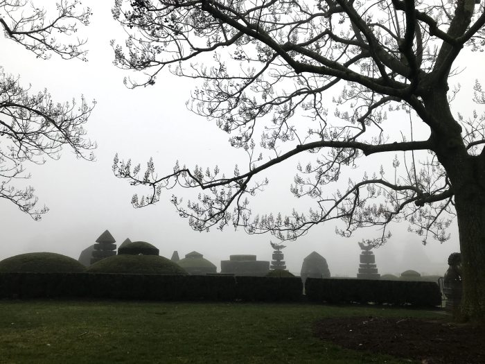 the silhouette of a tall, leafless tree frames a view of topiaries on a misty morning