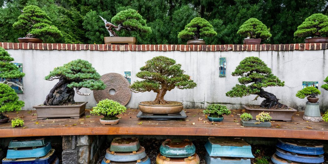 a brown wood bench holds a number of bonsai trees, with empty bonsai containers displayed beneath, and backed by a white wall topped by bricks on which more bonsai are displayed