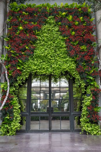 Bright red semi-double mums cascading down wall