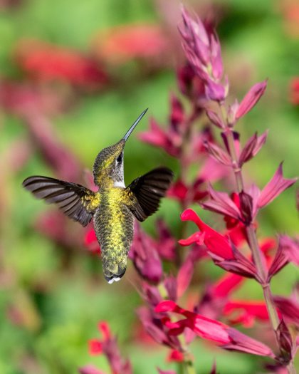 a hummingbird hovers near a red tubular flower
