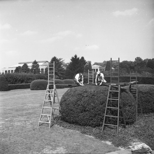 two people stand on ladders hand pruning a large shaped topiary in a historical black and white photo