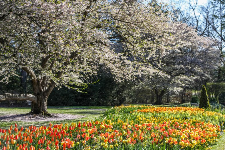 bright orange tulips and yellow daffodils in full bloom in front of a pink flowering cherry tree