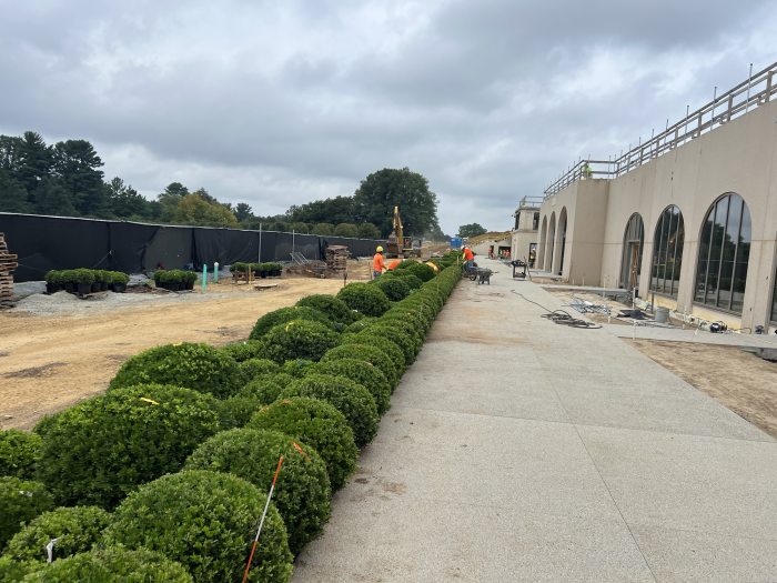A long view of rows of newly planted dark green boxwood, with the sandy dirt of a construction zone to the left, and a paved walk in front of a stone facade with arched windows to the right.