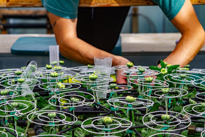 The arms of a person working with chrysanthemum blooms.