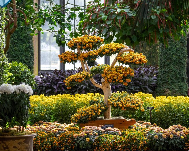 A chrysanthemum form that is tree-like, with rounded clusters of orange-yellow mums on a whitened trunk and branches.