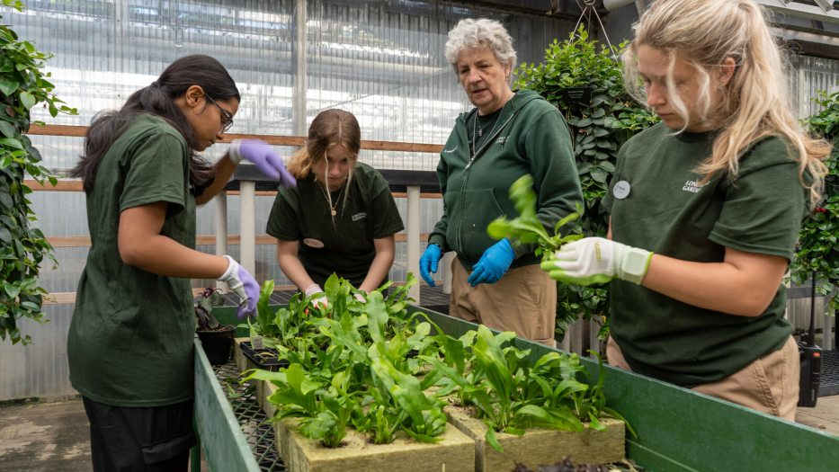 Four people in green shirts working with plants. 