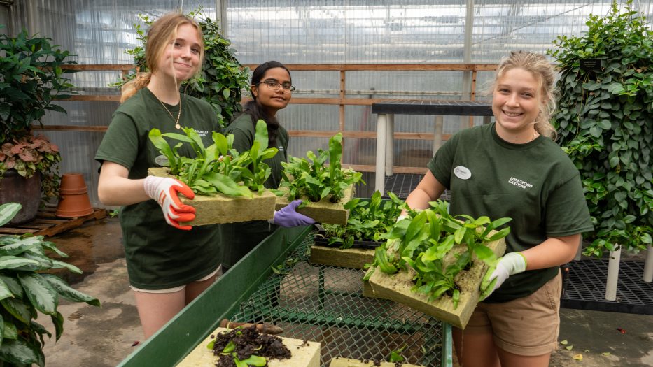 Three people holding trays of plant starters and smiling at the camera.